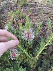 Isopogon asper