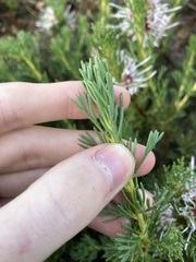 Isopogon asper