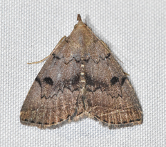 Zanclognatha dentata