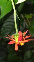 Pseudogynoxys benthamii