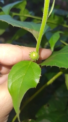 Pseudogynoxys benthamii