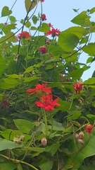 Pseudogynoxys benthamii