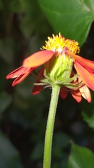 Pseudogynoxys benthamii