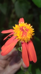 Pseudogynoxys benthamii