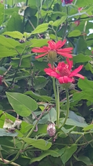 Pseudogynoxys benthamii