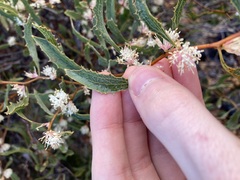 Hakea anadenia