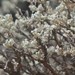 Artemisia tridentata - Photo (c) Jordan Cochran,  זכויות יוצרים חלקיות (CC BY-NC)