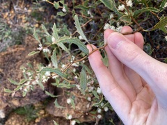 Hakea anadenia