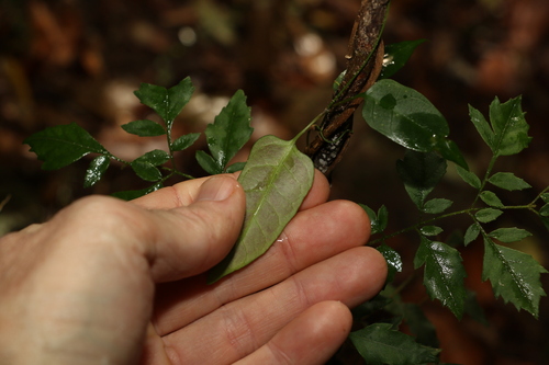 Image of Parsonsia longipetiolata by (c) Greg Tasney, some rights reserved (CC BY-SA)
