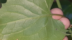 Pseudogynoxys benthamii