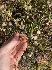 Hakea anadenia