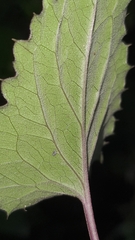 Pseudogynoxys benthamii