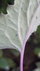 Pseudogynoxys benthamii