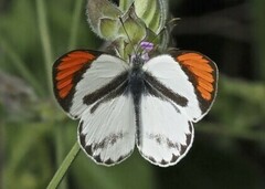 Colotis euippe omphale