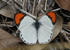 Colotis euippe omphale