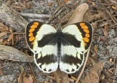 Colotis euippe omphale