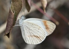Colotis euippe omphale