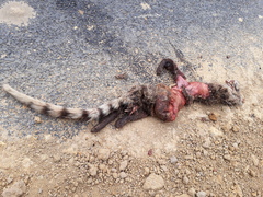 Viverricula indica indica