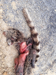 Viverricula indica indica