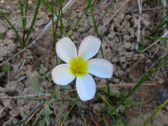 Oxalis argyrophylla