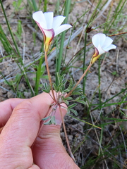 Oxalis argyrophylla