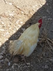 Gallus gallus domesticus