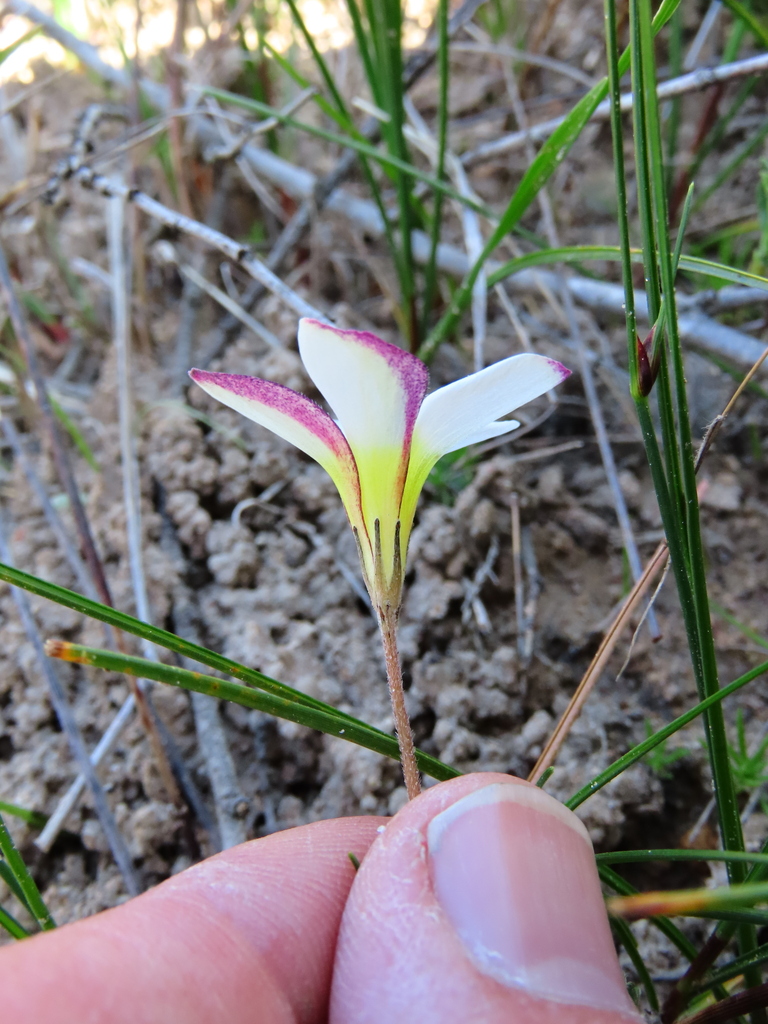 Oxalis argyrophylla (Oxalis argyrophylla)