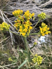 Senecio hydrophilus