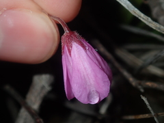 Tetratheca confertifolia