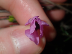 Tetratheca confertifolia