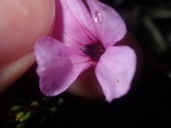 Tetratheca confertifolia