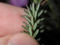 Tetratheca confertifolia