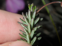 Tetratheca confertifolia