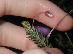 Tetratheca confertifolia