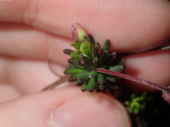 Tetratheca confertifolia