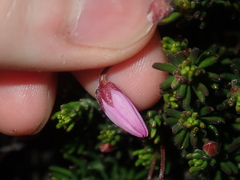 Tetratheca confertifolia
