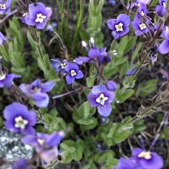 Veronica copelandii