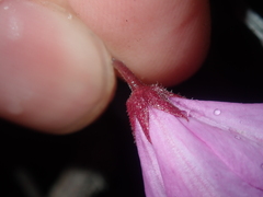 Tetratheca confertifolia