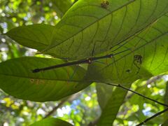 Marmessoidea moesta
