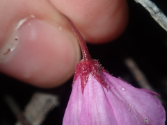Tetratheca confertifolia