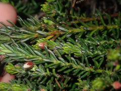 Tetratheca confertifolia