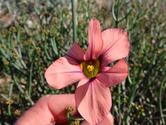Moraea minor