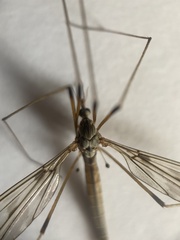Tipula scripta