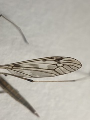 Tipula scripta