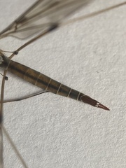 Tipula scripta