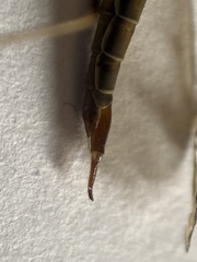 Tipula scripta