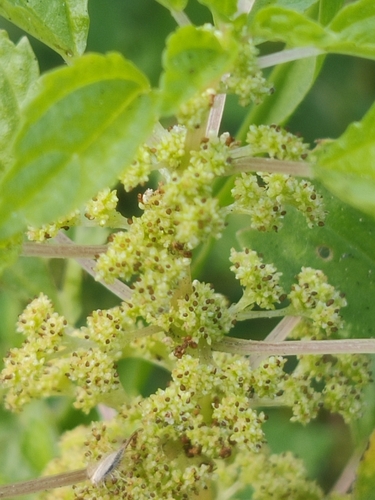 Image of Pilea hyalina by (c) Riccardo Rocca, some rights reserved (CC BY)