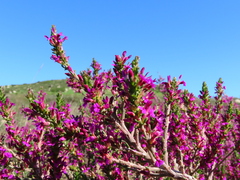 Muraltia macropetala