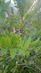 Ulmus