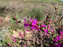 Muraltia macropetala